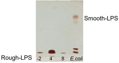 Membrane and Extracellular Matrix Glycopolymers of Colwellia psychrerythraea 34H: Structural Changes at Different Growth Temperatures